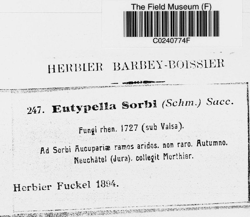 Eutypella sorbi image