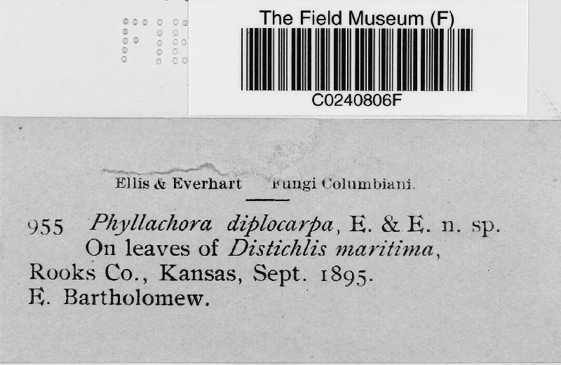 Phyllachora sylvatica f. sylvatica image
