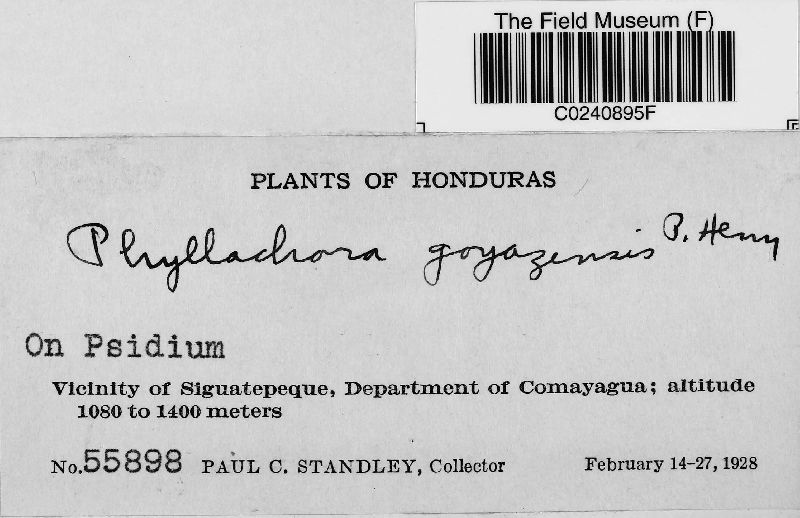 Phyllachora goyazensis image