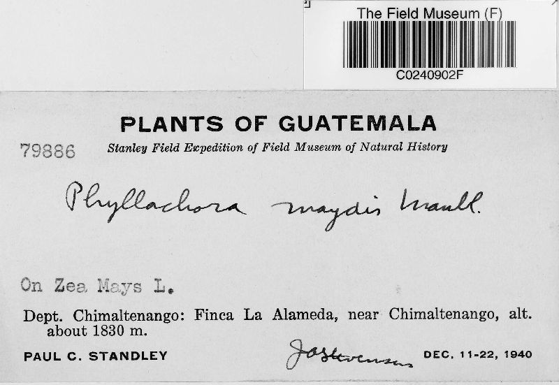 Phyllachora maydis image
