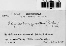 Phyllachora punctum image