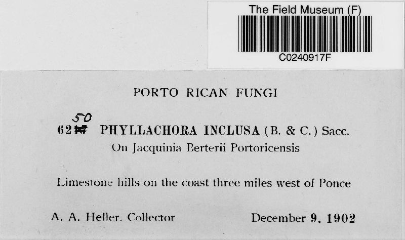 Phyllachora inclusa image