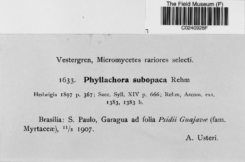Phyllachora subopaca image