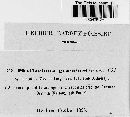 Phyllachora graminis var. graminis image