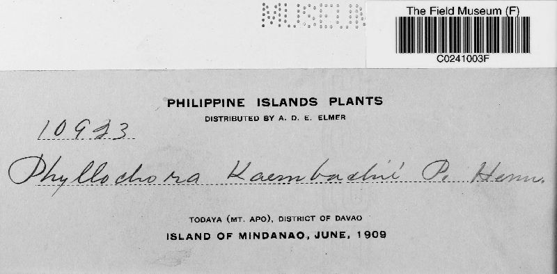 Phyllachora kaernbachii image
