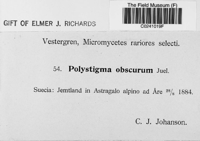 Stigmatula astragali image