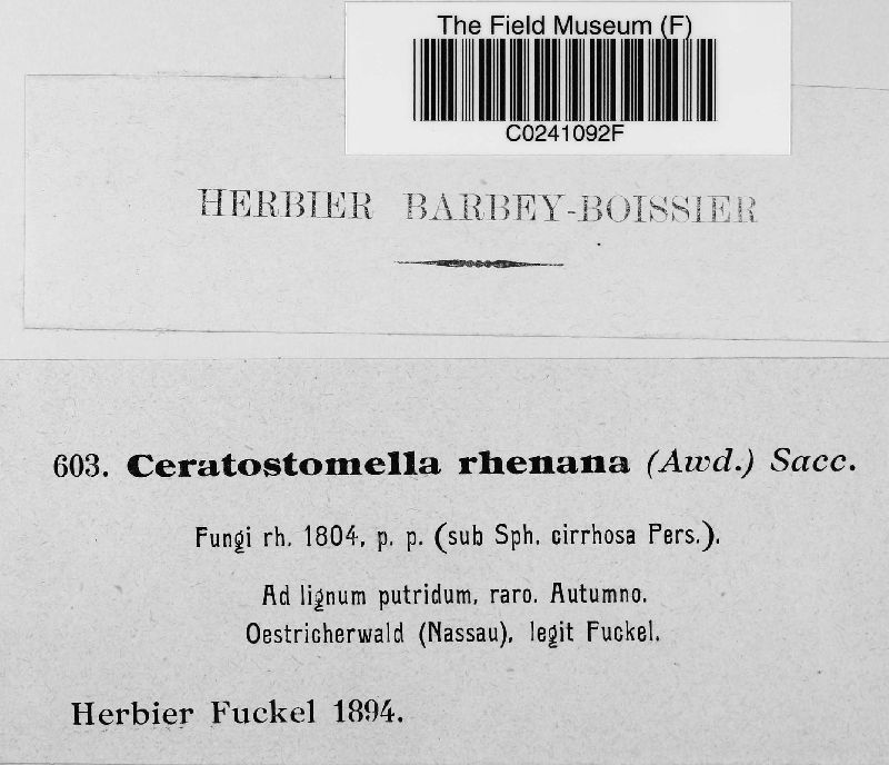 Ceratosphaeria rhenana image