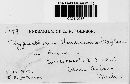 Clypeosphaeria hendersoniae image