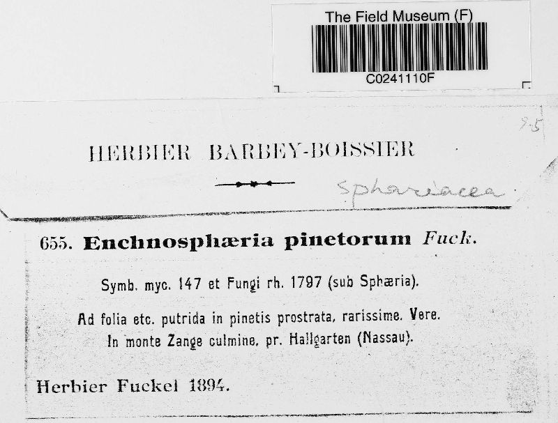 Enchnosphaeria pinetorum image