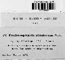 Enchnosphaeria pinetorum image