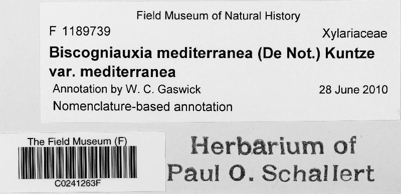Biscogniauxia mediterranea var. mediterranea image