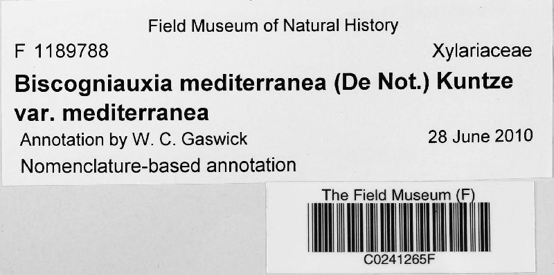 Biscogniauxia mediterranea var. mediterranea image