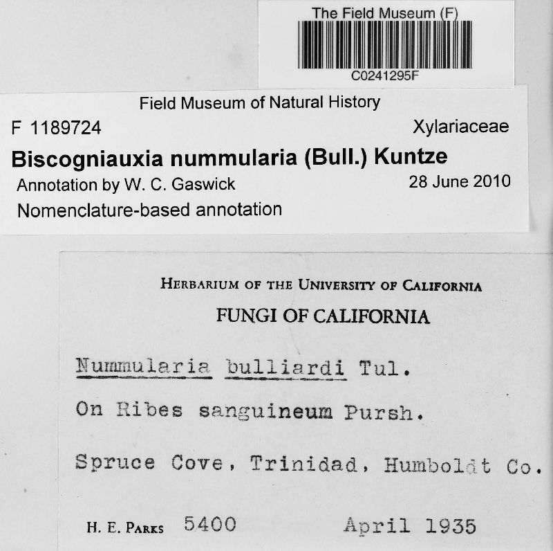 Biscogniauxia nummularia image