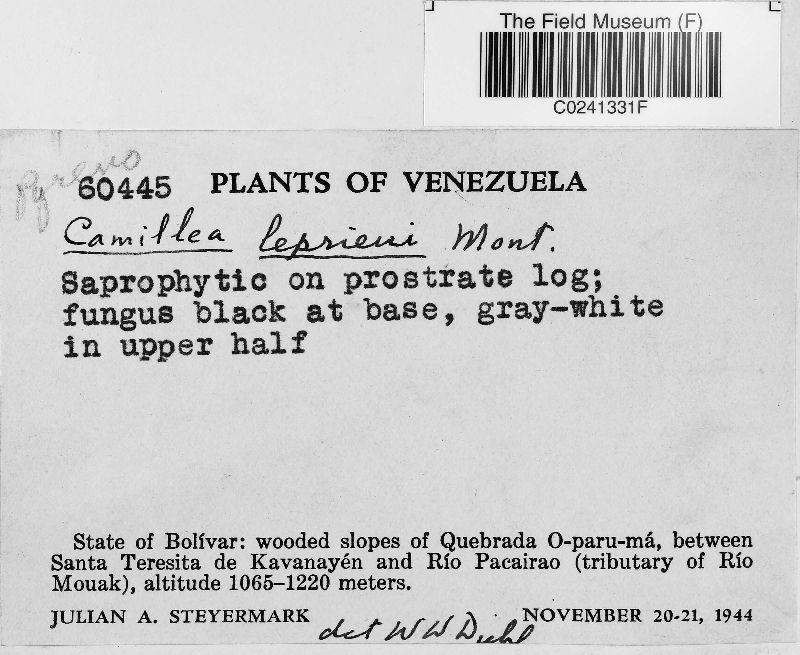 Camillea leprieurii image