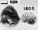 Daldinia grandis image