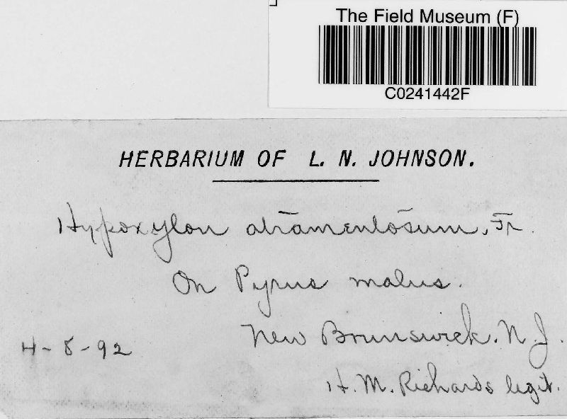 Hypoxylon atramentosum image