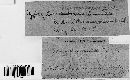 Hypoxylon broomeianum image