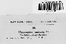 Hypoxylon fuscum image
