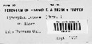 Hypoxylon fuscum image