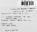 Hypoxylon fuscum image