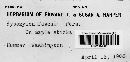 Hypoxylon fuscum image