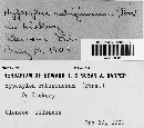 Hypoxylon rubiginosum image
