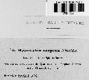 Hypoxylon serpens image