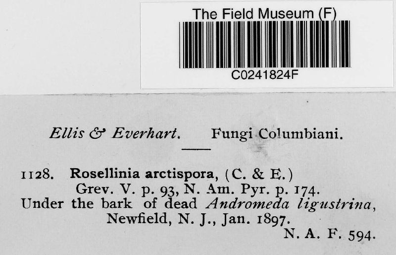 Rosellinia arctispora image