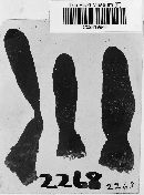 Xylaria corniformis image