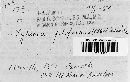 Xylaria filiformis image
