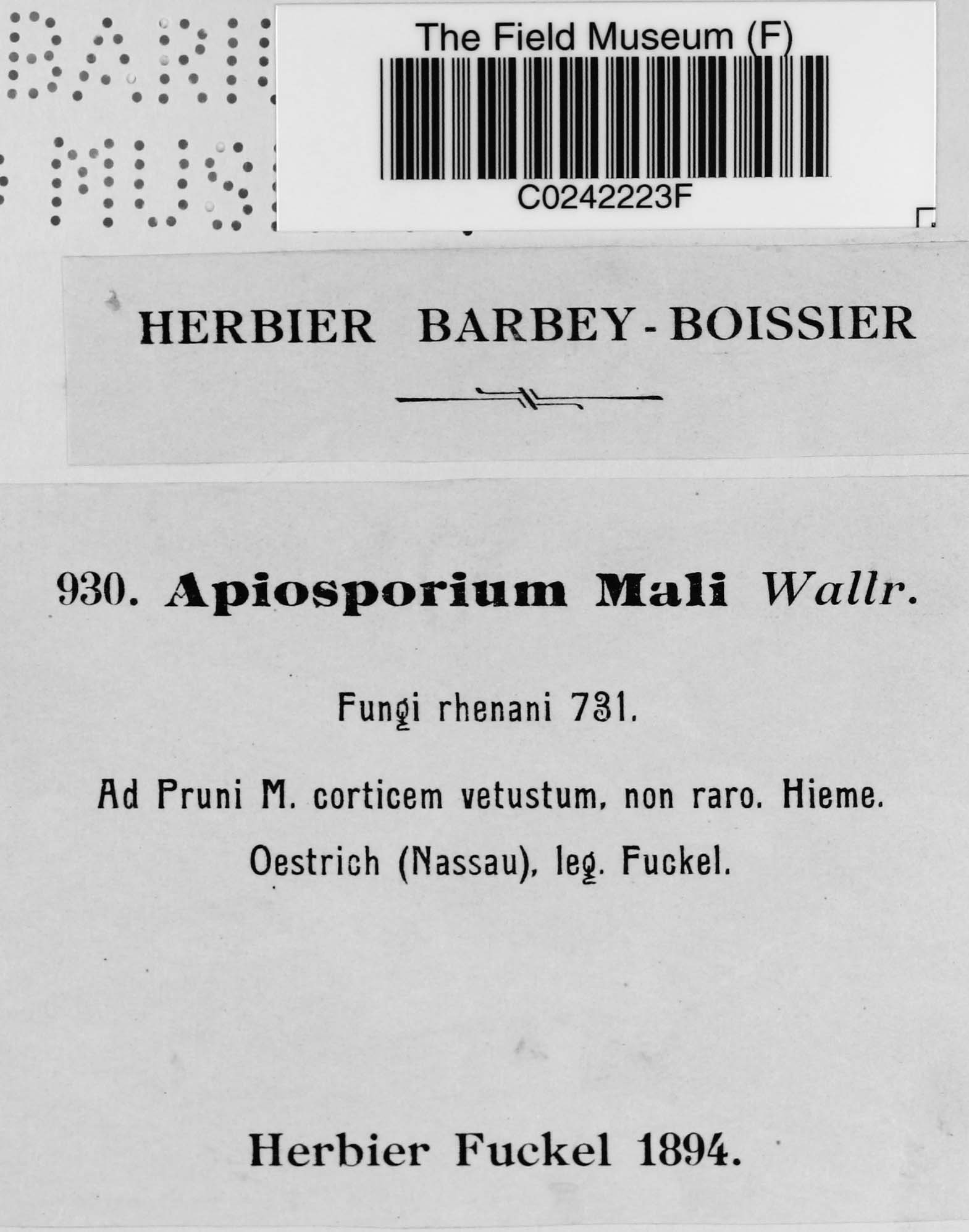 Apiosporium mali image