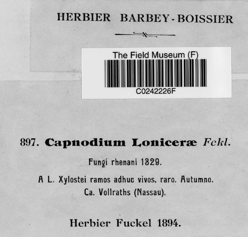 Capnodium lonicerae image