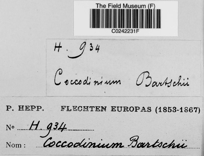 Coccodinium bartschii image