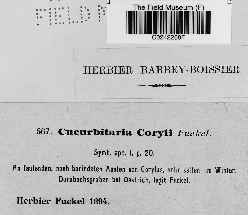 Cucurbitaria coryli image