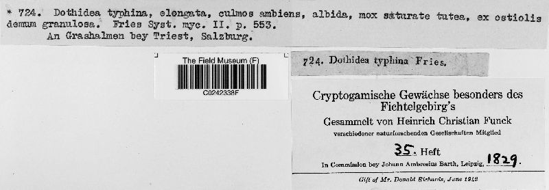 Dothidea typhina image