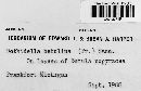 Atopospora betulina image