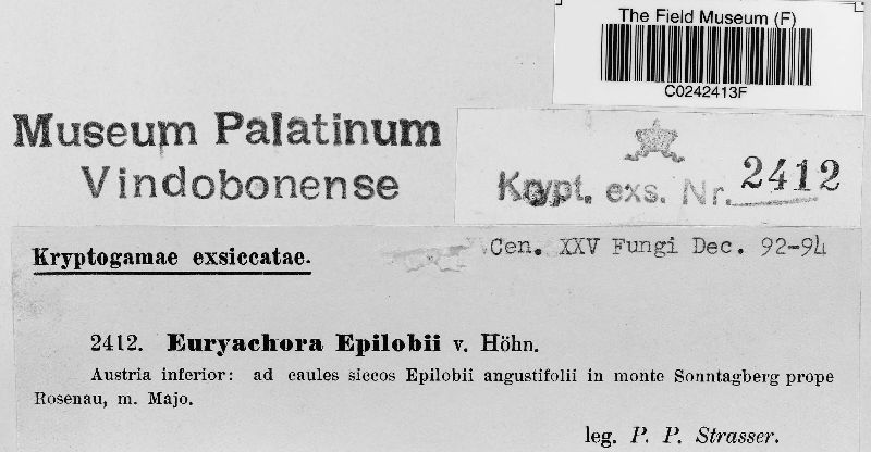 Euryachora epilobii image
