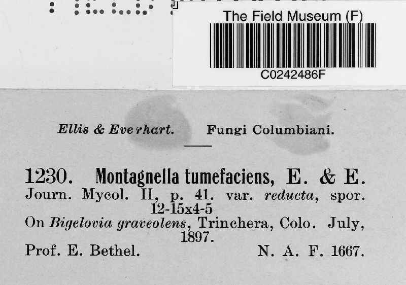 Montagnella tumefaciens image