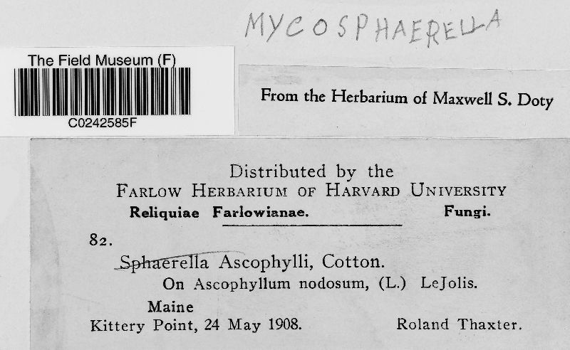 Mycosphaerella ascophylli image