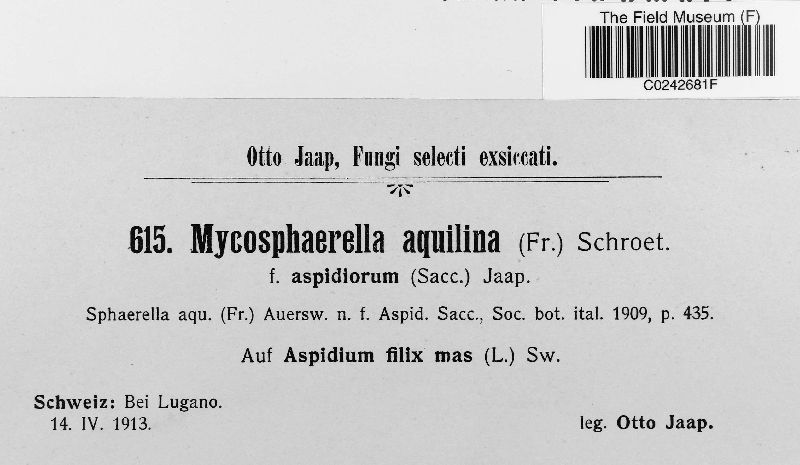 Mycosphaerella aquilina f. aspidiorum image
