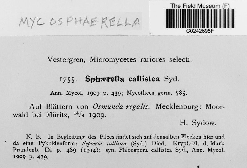 Mycosphaerella callistea image