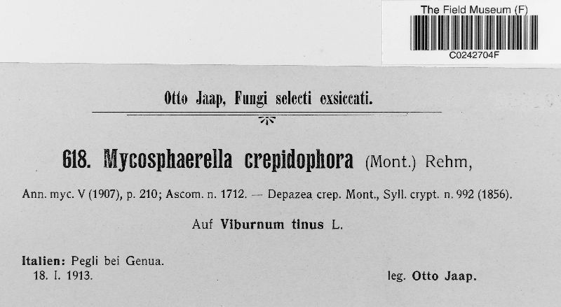 Mycosphaerella crepidophora image