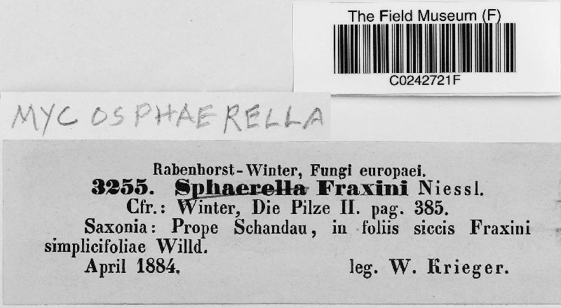 Mycosphaerella fraxini image