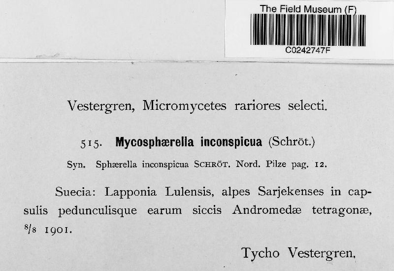 Mycosphaerella inconspicua image