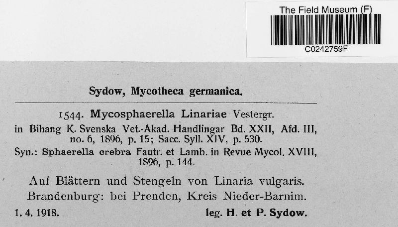 Mycosphaerella linariae image