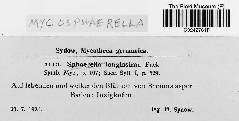 Mycosphaerella longissima image