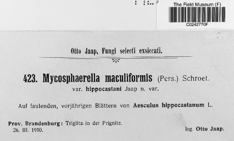Mycosphaerella maculiformis image
