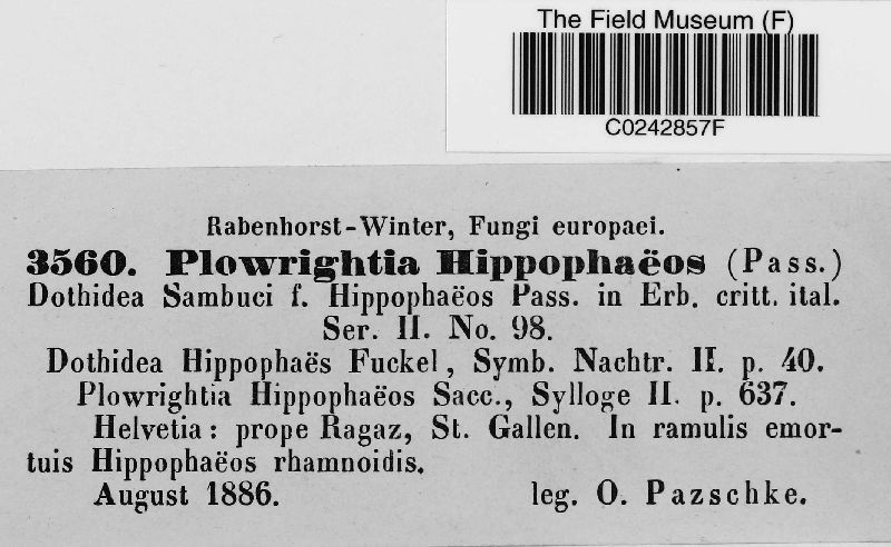 Dothidea hippophaës image