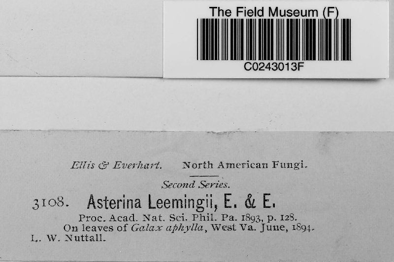 Asterina leemingii image