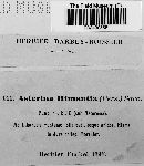 Asterella himantia image